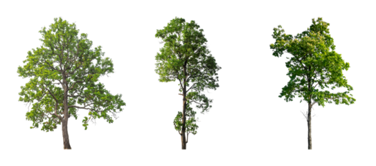 Big trees collections isolated on transparent backgrounds 3d rendering