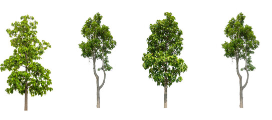 Collection of green trees cutout on transparent background