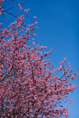 Pink cherry blossoms on a cherry tree, a beautiful sight of nature's floral beauty in bloom against a blue sky