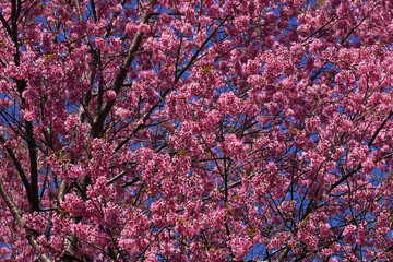 Pink cherry blossoms on a cherry tree, a beautiful sight of nature's floral beauty in bloom against a blue sky