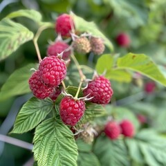 Raspberries in mid-harvest on a bush, showcasing their delicate structure. 