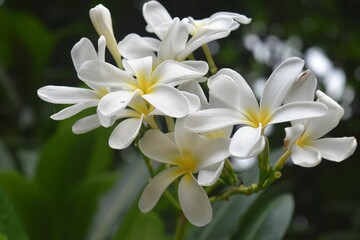 Fototapeta premium Closeup of white Singapore graveyard flowers in the garden