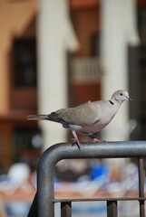 Fototapeta premium Vertical shot of a little pigeon perching on a pipe