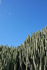 Vertical shot of cactuses