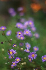 Closeup of blue aster flowers in a botanical garden