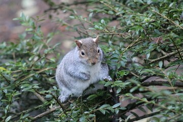 Beautiful view of a squirrel in the park