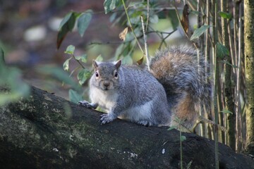Beautiful view of a squirrel in the park © Wirestock