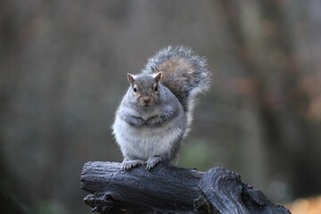 Beautiful view of a squirrel in the park