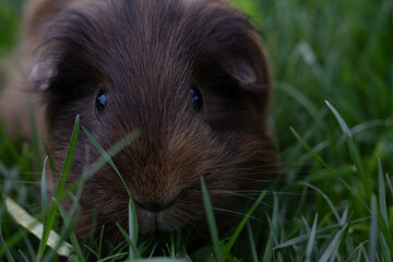 meerschweinchen tier natur langhaar