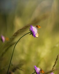 Selective focus shot of small butterflies perched on flowers