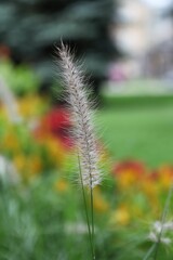 Obraz premium Soft focus of a fountain grass flower at a garden