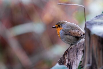 Close-up shot of a European robin perched on a branch on a blurred background