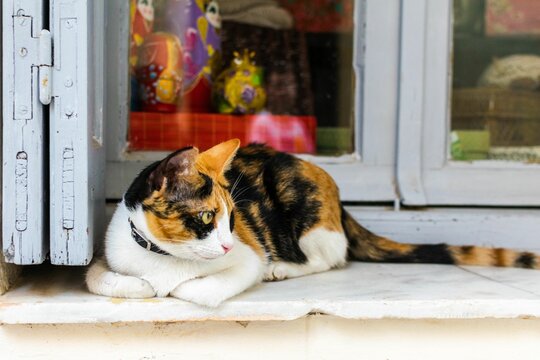 Closeup shot of an adorable calico cat outside a house