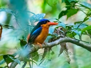 Wild Red-breasted Paradise-Kingfisher perched on a branch in a beautiful rainforest