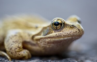 Closeup shot of a frog