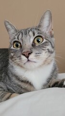 Closeup shot of a gray striped kitten on a beige background