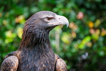 Wedge tailed eagle bird, Aquila audax, Australian bird of prey raptor, close closeup detail, predator hunter nature ecosystem, wildlife sanctuary rehabilitation