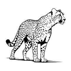 Vector illustration of a cheetah on a white background