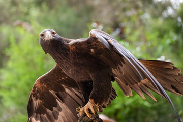 Wedge tailed eagle bird, Aquila audax, Australian bird of prey raptor, close closeup detail,...