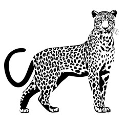 Vector illustration of a cheetah on a white background