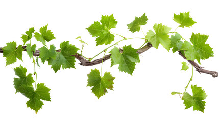 Grape leaves vine plant branch with tendrils in vineyard, isolated on transparent background