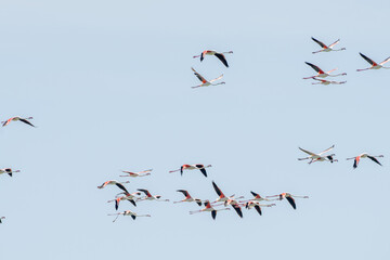 
Group of pink flamingos in full flight - Tunisia