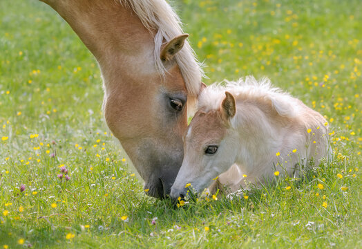 Haflinger horses, mare with young foal together side by side in a green grass meadow with flowers, the mother turns to its resting baby horse