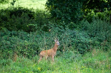 European roe deer (Capreolus capreolus) in a wooded landscape