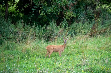 European roe deer (Capreolus capreolus) in a wooded landscape