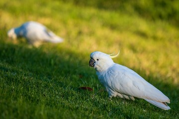 White cockatoo perched atop a lush field of grass
