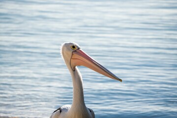 Large white pelican in shallow turquoise ocean waters