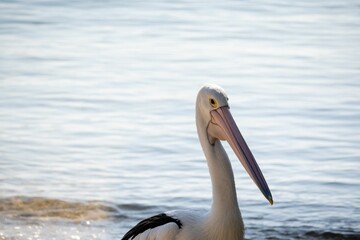 Large white pelican in shallow turquoise ocean waters