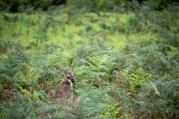 Kangaroo standing amidst a lush green forest with multiple trees and shrubs in the background
