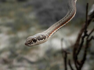 Closeup of a Karoo Sand Snake hanging from a tree branch in a natural outdoor environment.