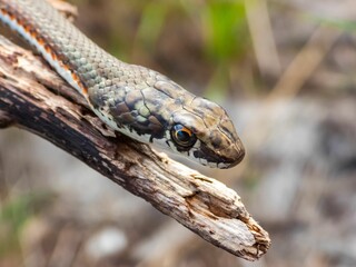 Closeup of a Karoo Sand Snake hanging from a tree branch in a natural outdoor environment.