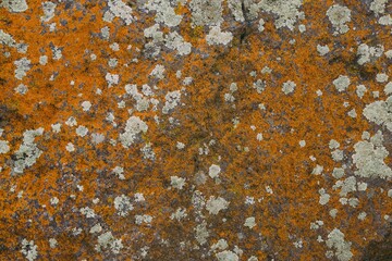 Closeup shot of a rock surface with vibrant lichen creating a natural texture