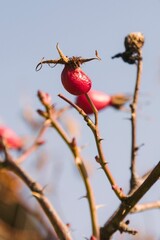 Closeup shot of a bright red rosehip against the backdrop of blue sky