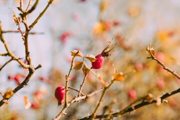 Closeup shot of a branch of rosehip with vibrant fruit