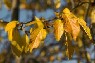 Close-up shot of an autumnal tree branch with yellow-hued leaves