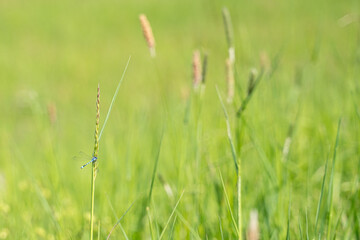 Eine Libelle genießt die Sonne im Gras