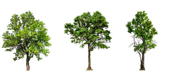 Fototapeta premium Greenery nature trees collection on transparent backgrounds