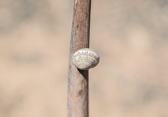 Tiny snail on a branch in very dry climate at Lanzarote, Canary islands, Spain