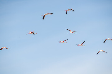 
Group of pink flamingos in full flight - Tunisia