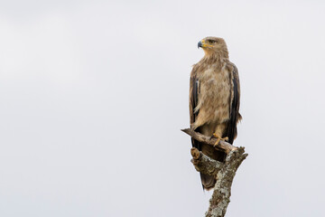 Tawny Eagle (Aquila rapax) perched in dead tree, Serengeti national park, Tanzania.