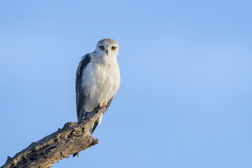 African pygmy falcon (Polihierax semitorquatus) perched in tree branch, looking at camera, Serengeti National Park, Tanzania.