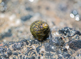 Tiny sea snail on a rock at the coast of Lanzarote, Canary Islands