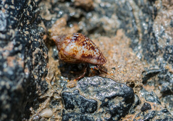 Tiny hermit crab on a rock at the coast of Lanzarote, Canary Islands