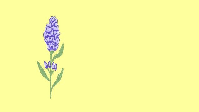 Lavender flower in the upper left corner, in the style of a hand drawn style, clipart with copy space area for text