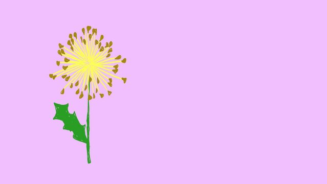 Dandelion flower on the left side of an empty light purple background