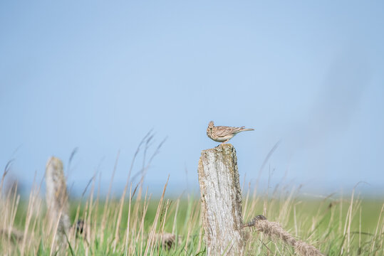 Feldlerche am Zaunpfahl